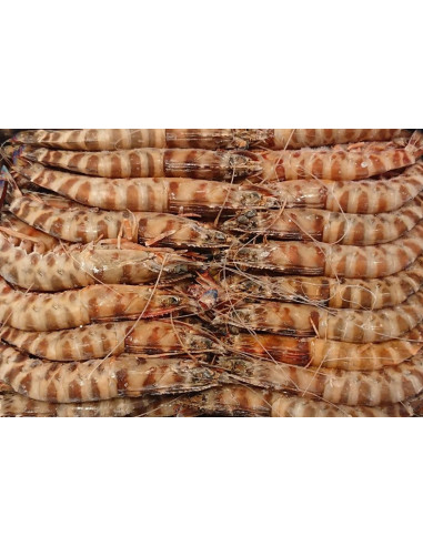 LANGOSTINOS TRIGRES Nº2