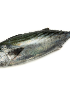 BONITO ENTERO DE MARRUECOS 1000/1500 GR 2