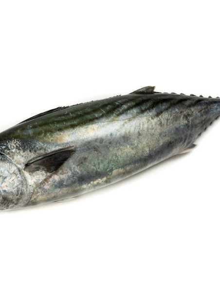BONITO ENTERO DE MARRUECOS 1000/1500 GR