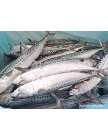 CABALLA ENTERA 2/4 Piezas kl CAJA 20 KL
