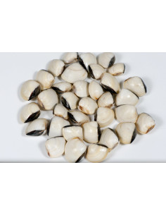 ALMEJAS BLANCAS 60/80 BOLSA DE 1 KL